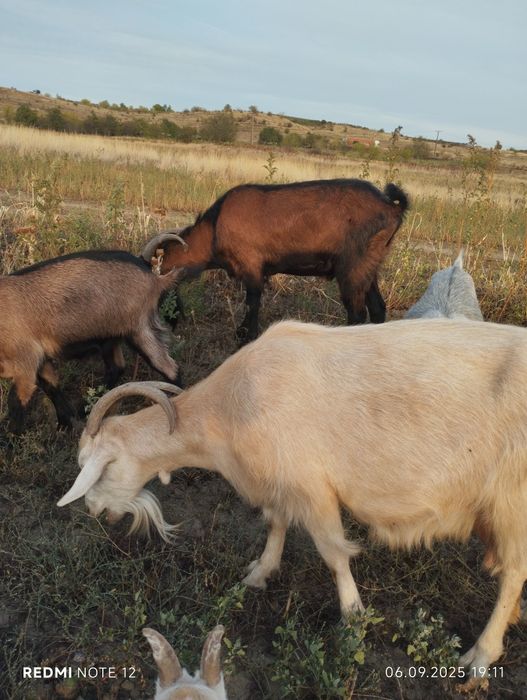 Tap metis alpin francez