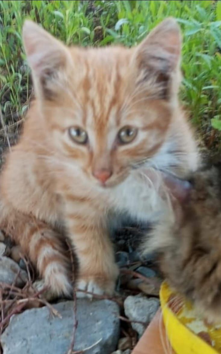 Котята бесплатно