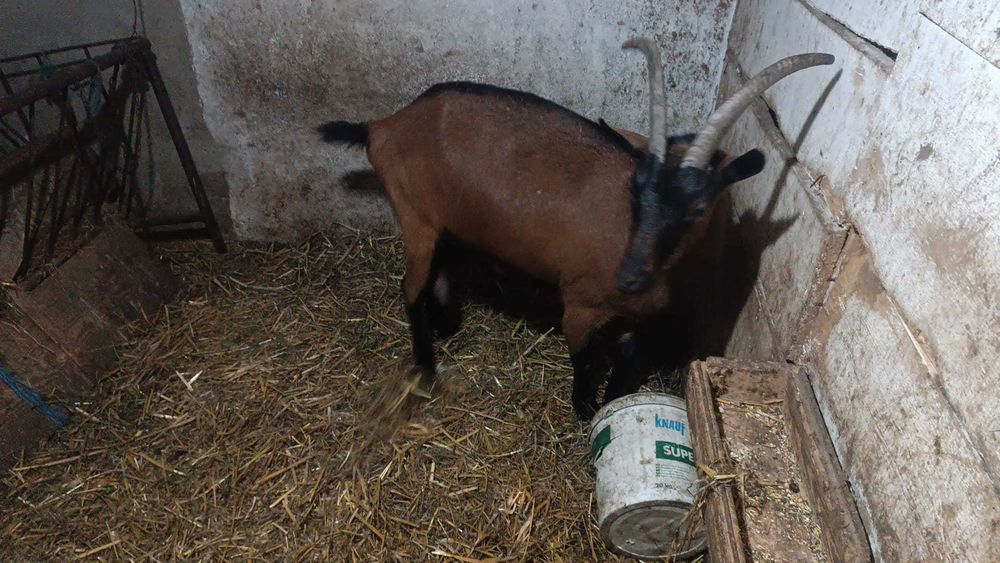 De vânzare capre tinere