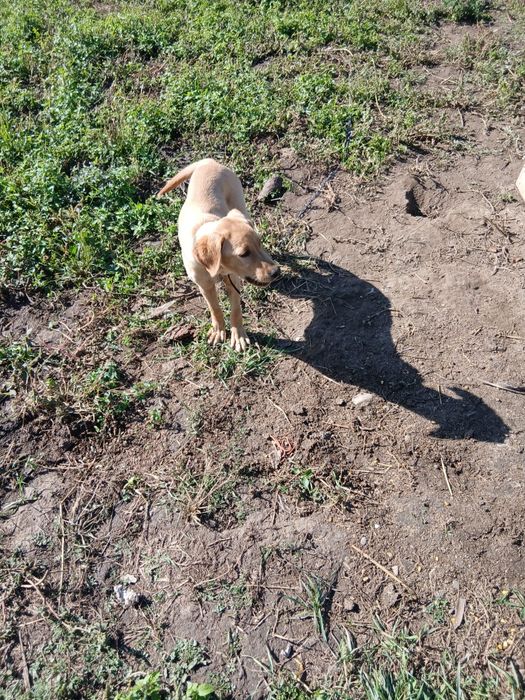 Caini de rasă  , vaccinați