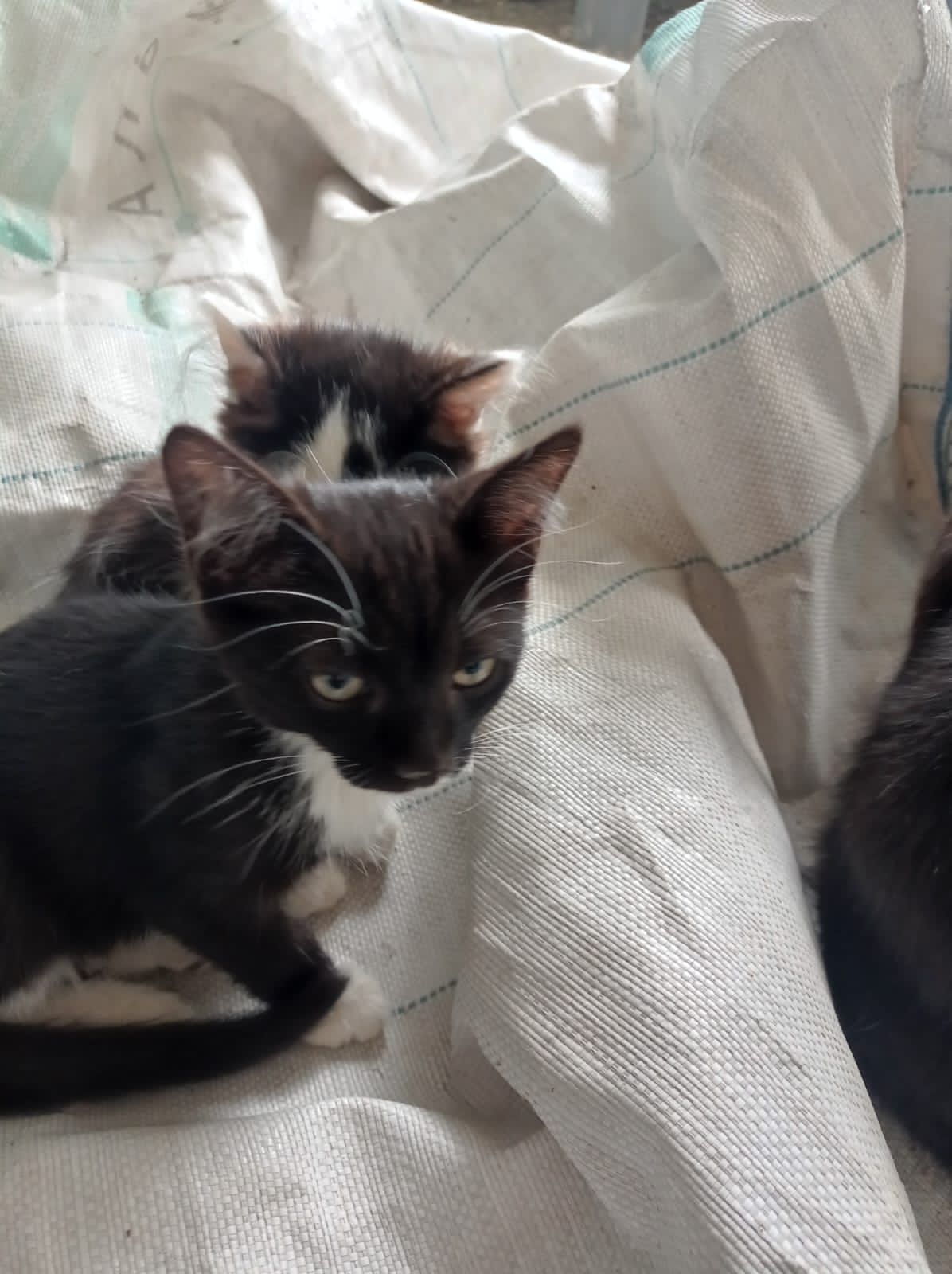 Дарю котят 2 мес