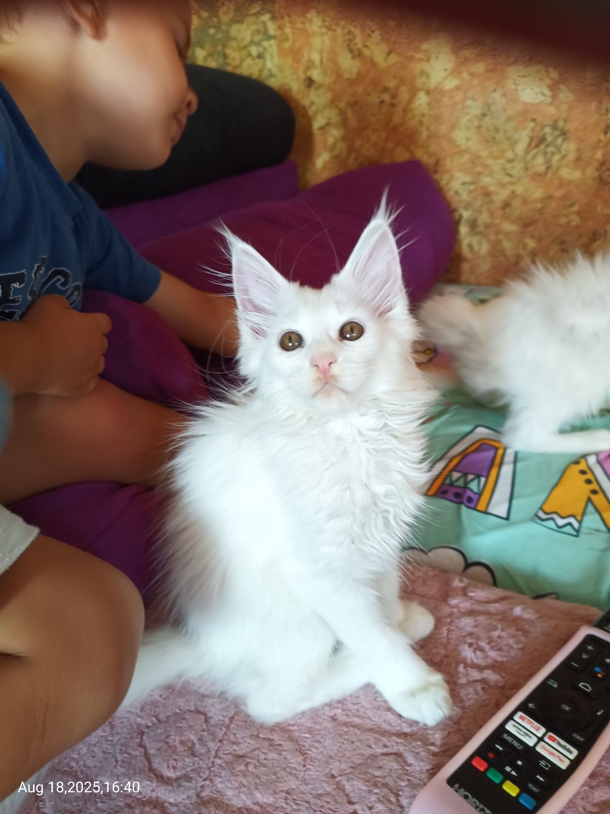 Породисти котета Мейн Кун