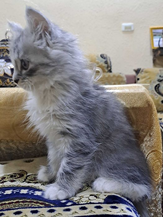 котята в Ургенче