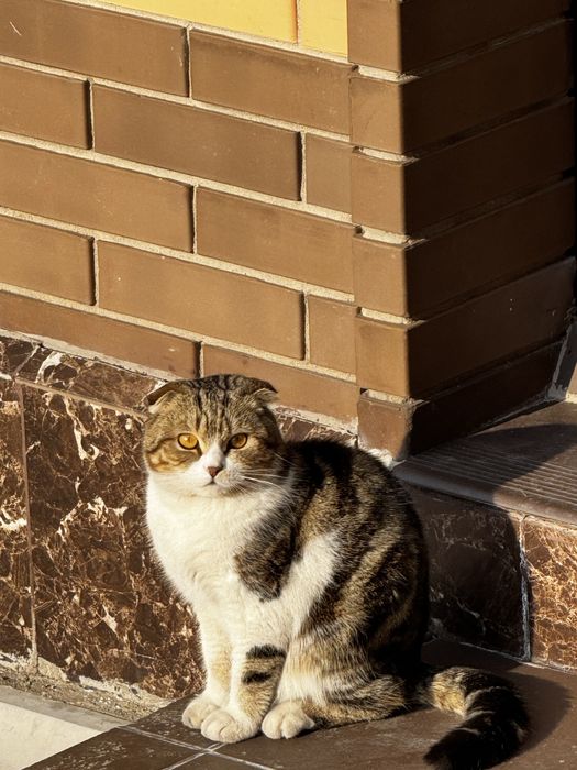 Продаем кота добрым людям