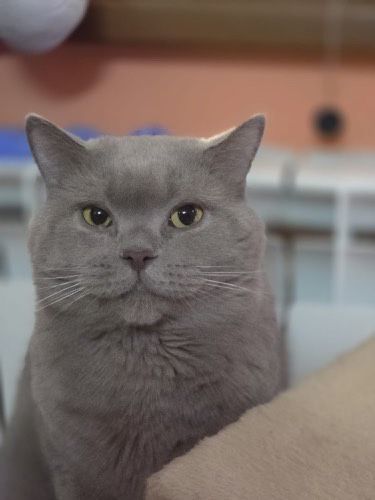 British shorthiar cauta casa noua