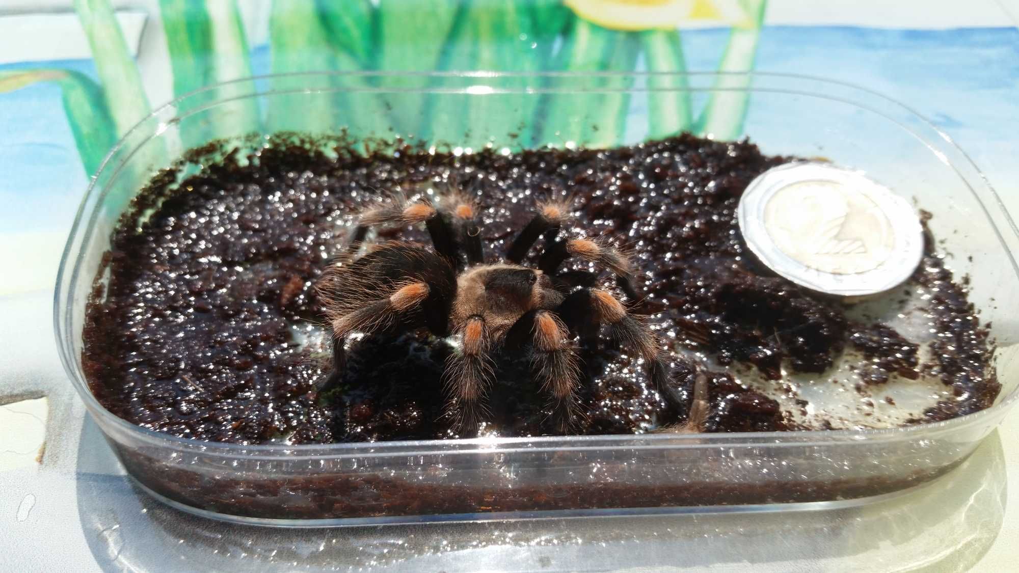 Тарантула Tarantula