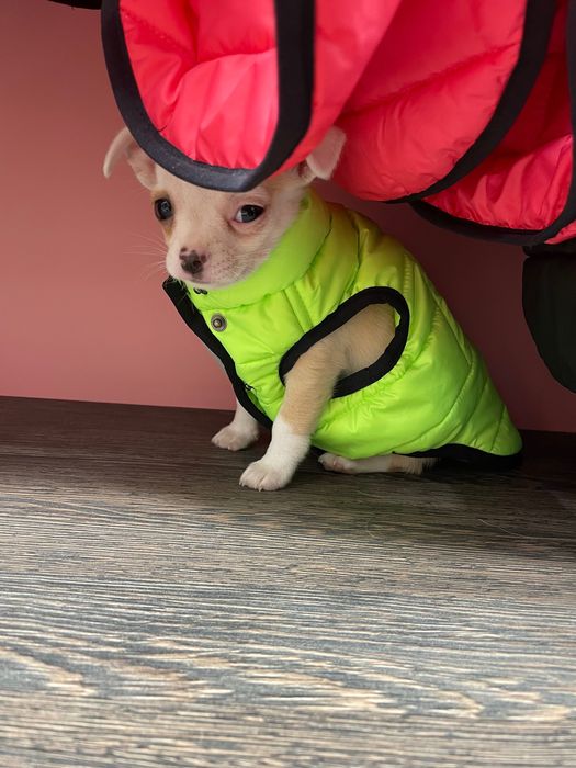 Мини чихуахуа на 2 месеца