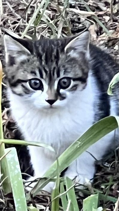 Котята от породистрй кошки, умные. 1месяц