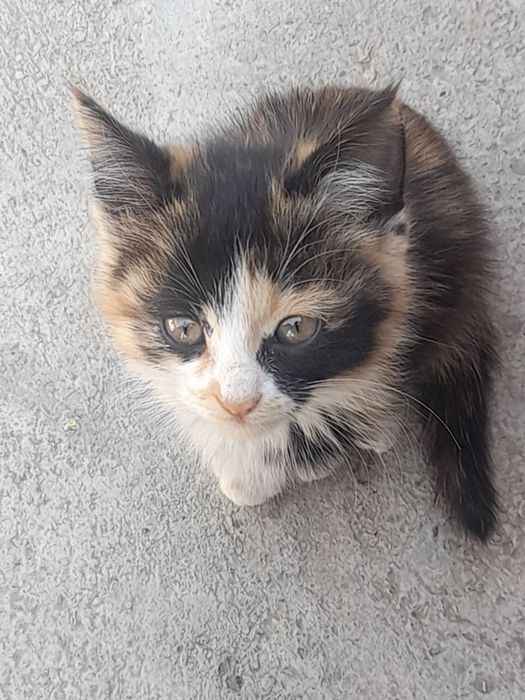 Отдаю котят в добрые руки
