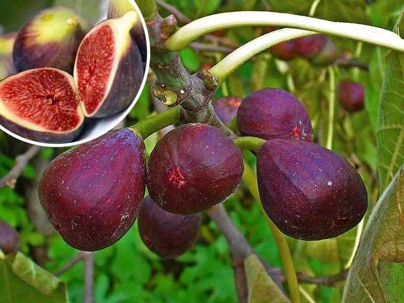 Pomi Fructiferi Exotici soiuri de smochin