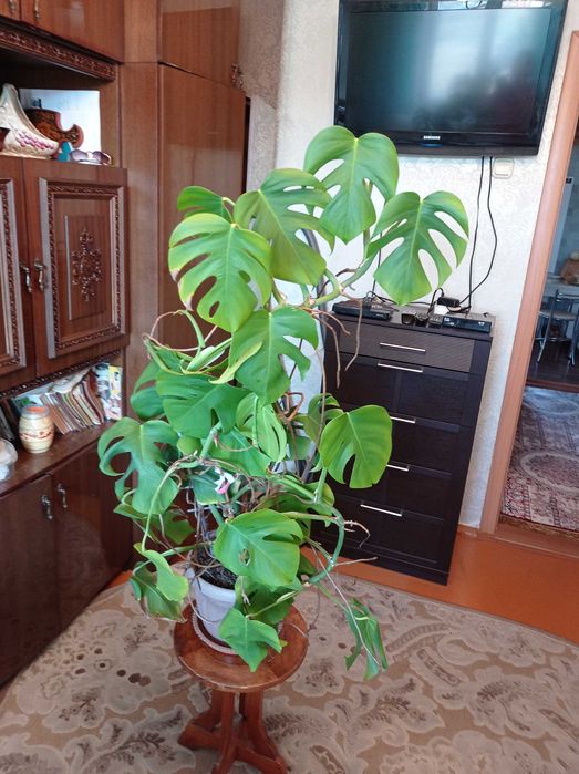Цветок Монстера комнатный