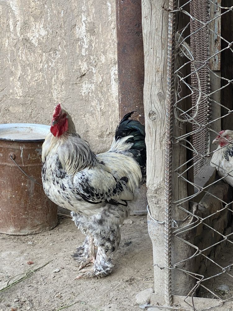 Brama xoʻrozi sotiladi