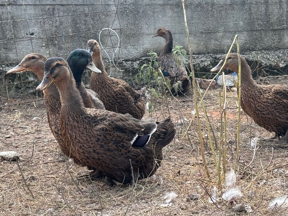 Ouă incubat Rouen sălbatic original