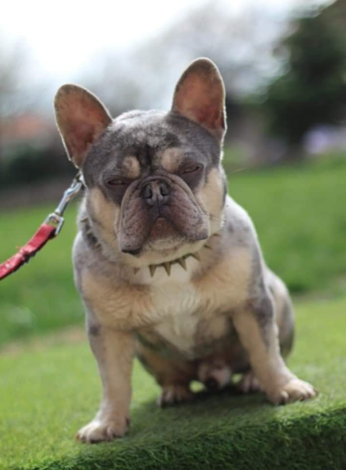 Френски булдог /мерле/french bulldog