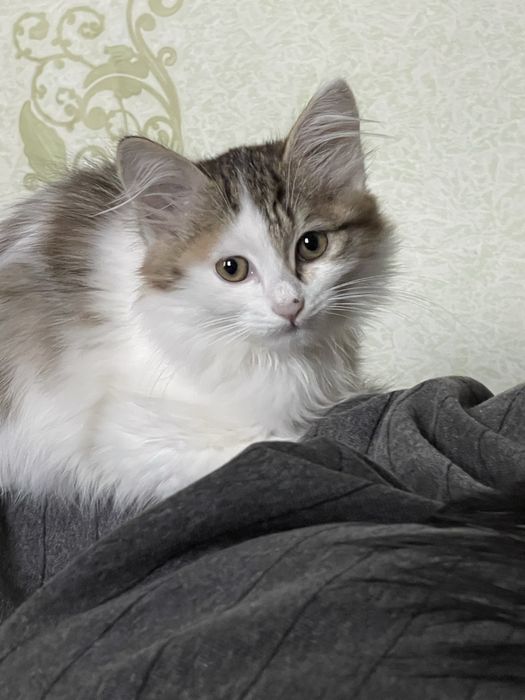 Отдаем котенка даром