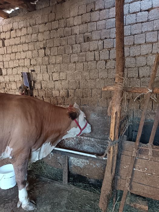 Semintal sigir sog'lom sut beradigan holatda