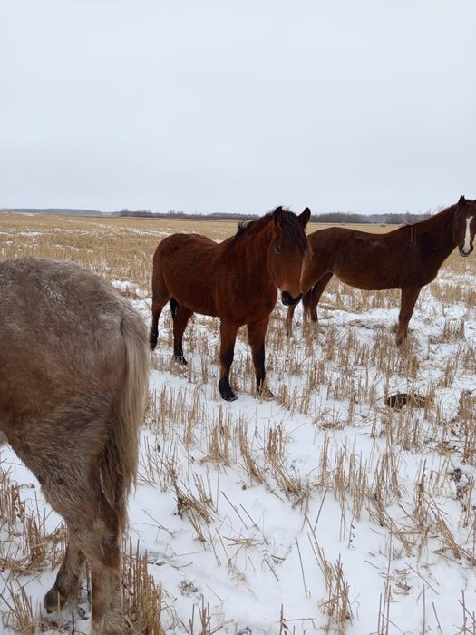 Продам кобылку или обмен