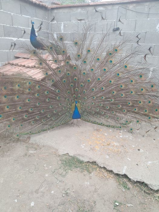 Паун мъжки индийски 4 годишен