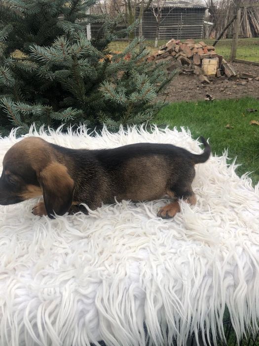 ""Cățelul tecke"...