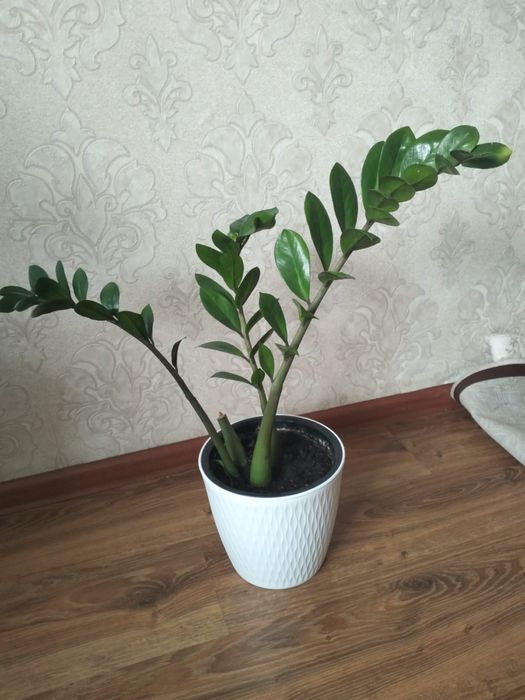 Цветы комнатные замиокулькас