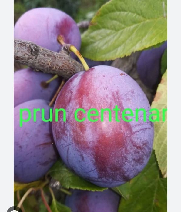 Pomi fructiferi certificati