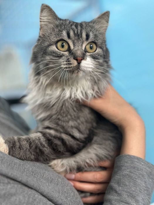 Красивый котик ищет дом