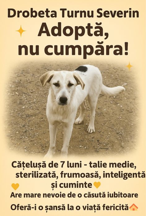 Pentru adoptie gartis catei superbi