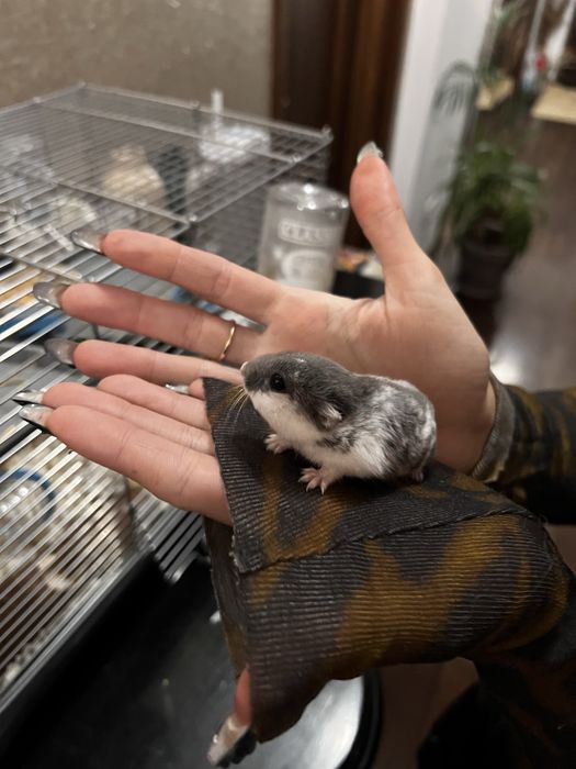 Hamster si cusca