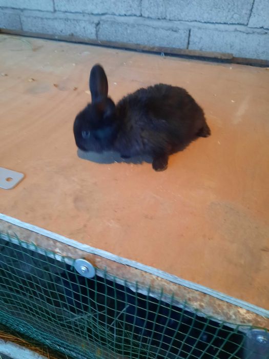 Quyon, quyon bolalari sotiladi