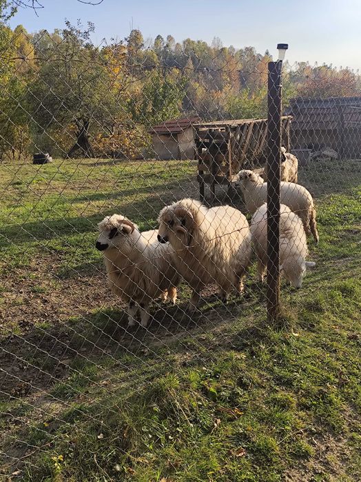 Oi de vânzare mioare