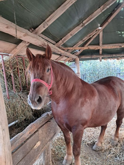 iapa de 6 ani de vanzare tinuta mai mult de frumusete