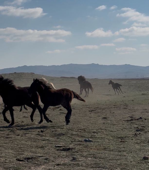 Согым жабагы сатылылады