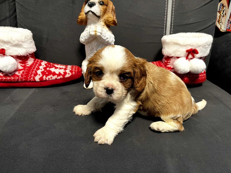 Кавалер кинг чарлз шпаньол