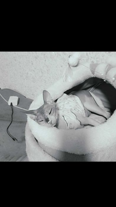 Sphinx отдадим кошечку сфинкса