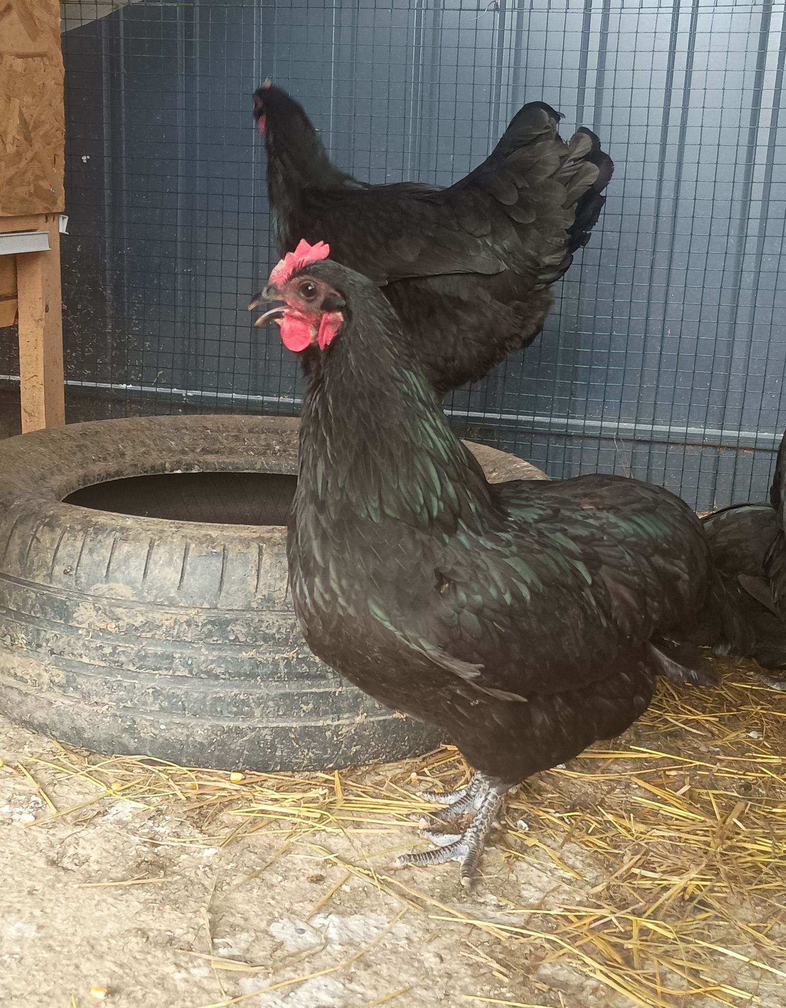 Oua de incubat Australorp Negru