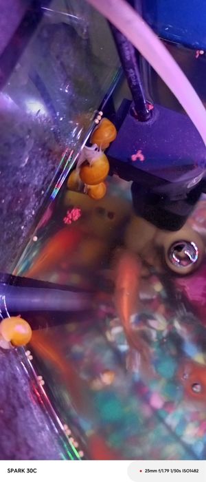 Аквариум улитка болалари