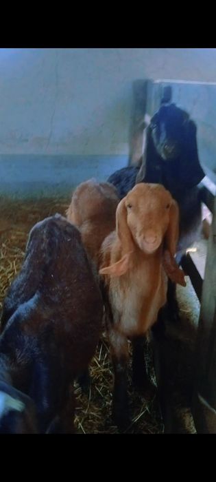 Битал 11 айлык шыбыш сатылады 200 мын Адрес Шымкет