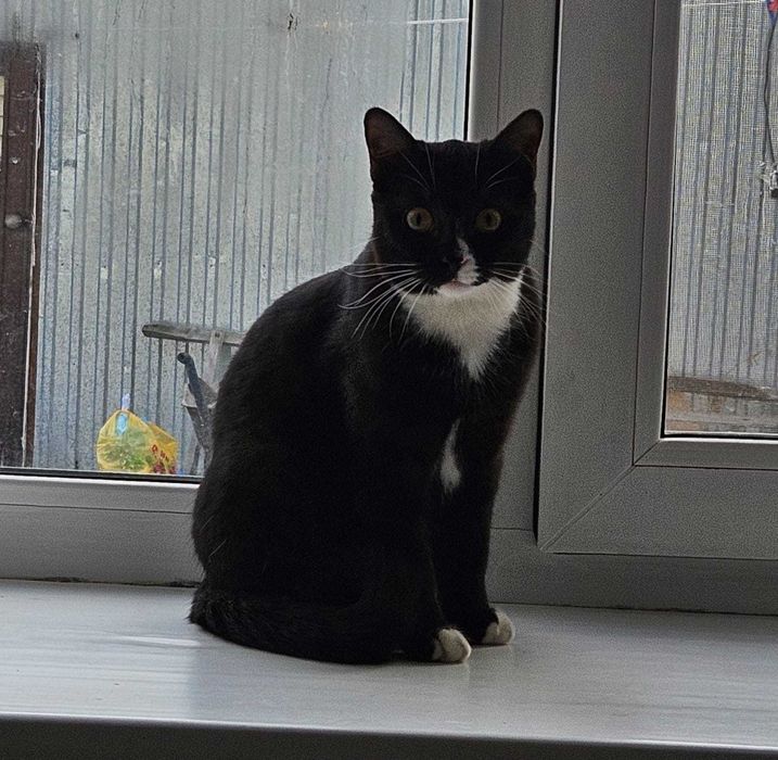 отдаю котенка в добрые руки