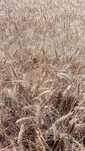 Vand Grau furajier,triticale