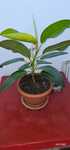 Vand Ficus planta