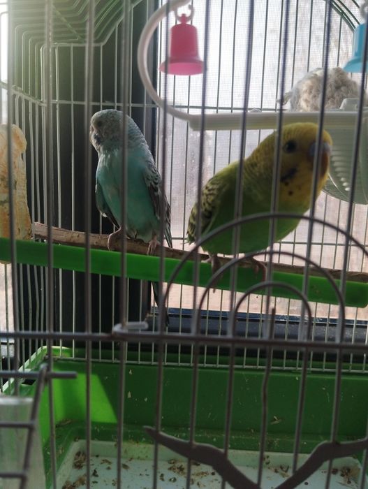 Popugay tòtiqush jufti bilan sotiladi