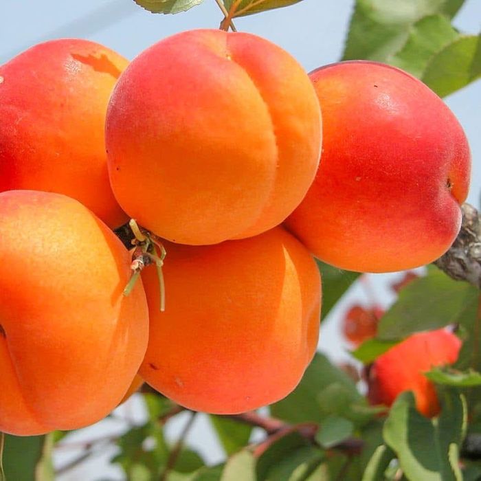 Pomi fructiferi clasici - excelență in horticultura de peste 25 de ani