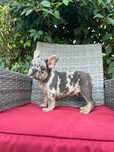 Vand puișor bulldog merle