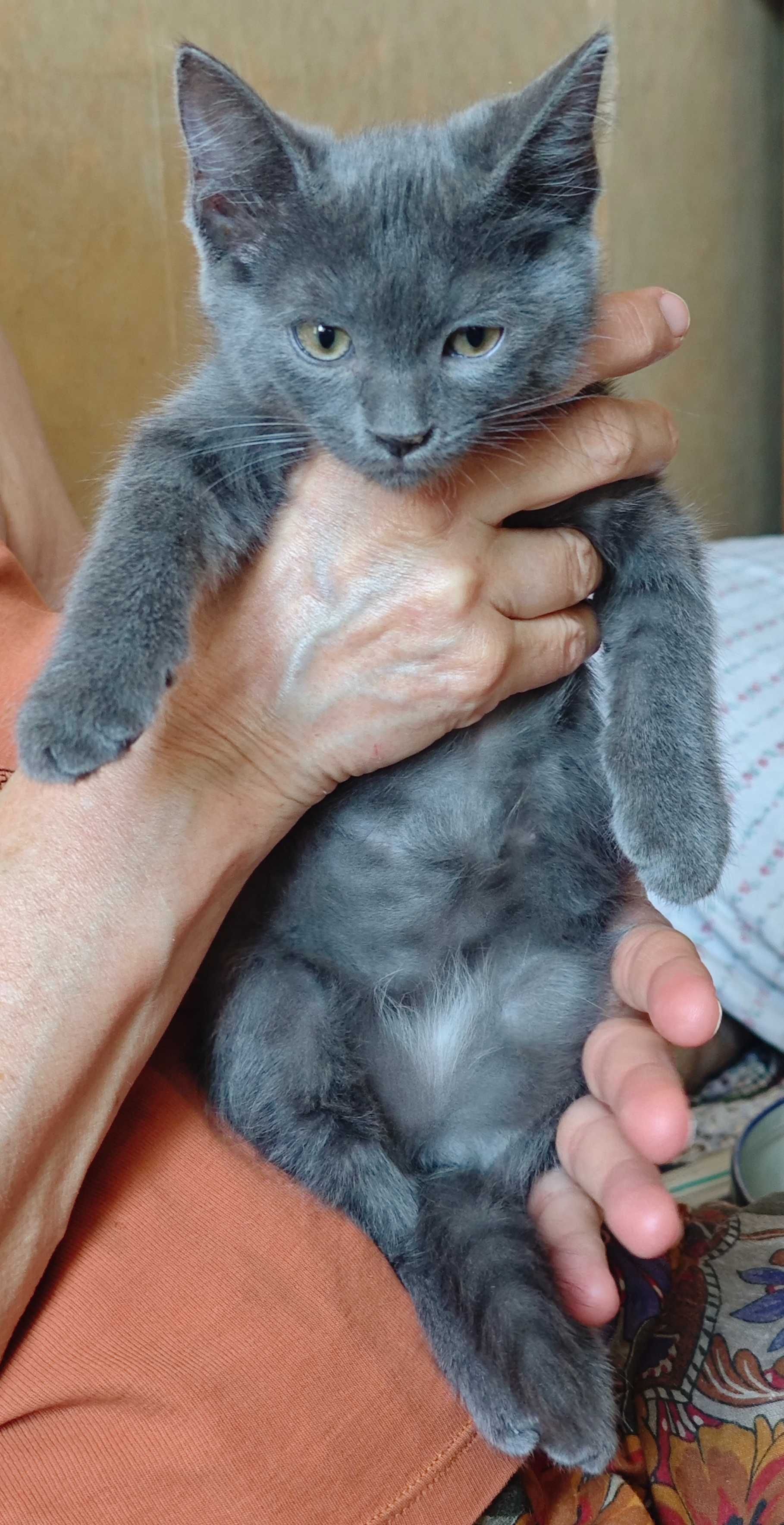 Абсолютно серый котёнок в добрые руки!
