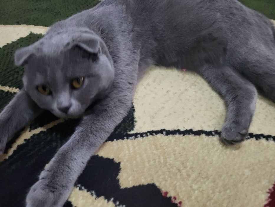 Продаётся шотландский веслоухий