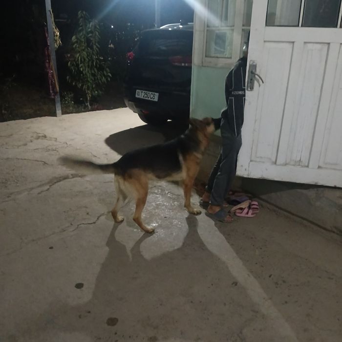 Ассалому алейкум, жуда акилли ит