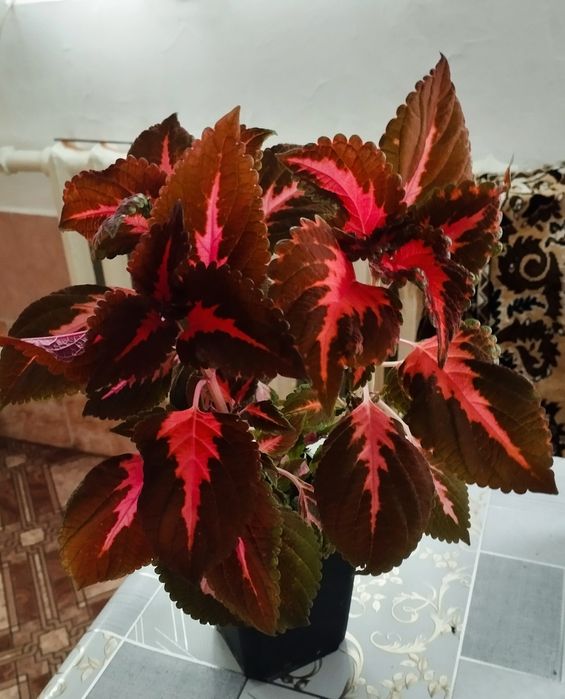 Продам колеусы по 1500 ТГ.Очень красивые цвета. Неприхотливые в уходе.