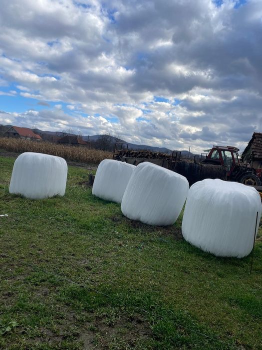 Baloti de lucerna infoliati