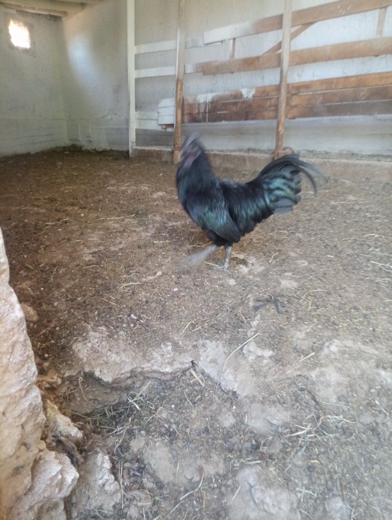 5 oylik toza  uxeyli zotli joʻja xoʻrozlar sotiladi.