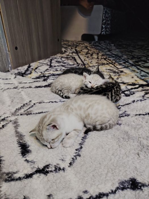 Продаётся Котята